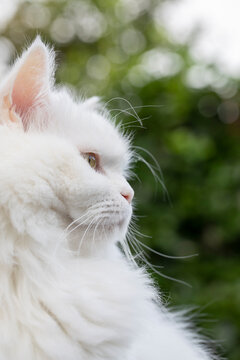 Persian cat, persische Katze