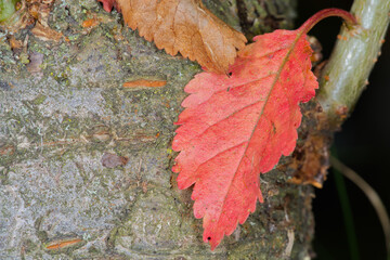 Rotes Blatt am Kirschbaum