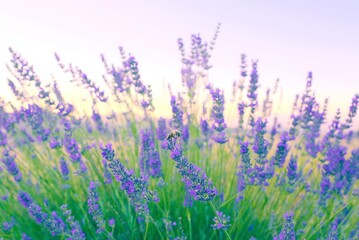 field of lavender