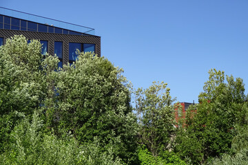 Fototapeta na wymiar Clear blue sky on a sunny summer day. Buildings on the back. Green trees with foliage on the front. Kalamaja district. Tallinn, Estonia, EU, Europe. July 2021