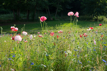 natural green wildflower meadow and pink poppy flowers in summer