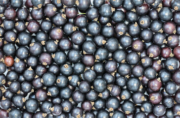 Berries background of black currant - top view	
