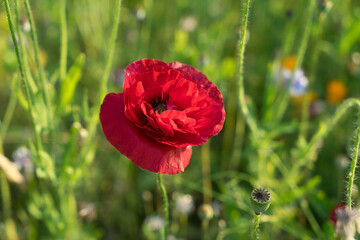 Obraz premium beautiful red poppy flower and green field in summer botany close-up