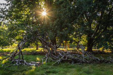 The sun bursts through a tree at the Davis arboretum in California