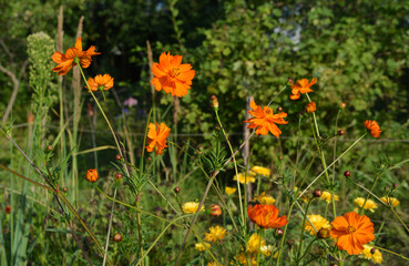 Bright cosmos flowers in shades of orange in rural garden