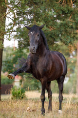 portrait of horse spanish walk on command by black draft mare in summer