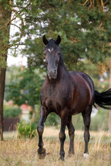 closeup portrait of beautiful black draft mare horse with white spot on forehead walking free in field in summer