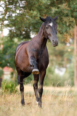 Naklejka na ściany i meble portrait of horse spanish walk on command by black draft mare in summer