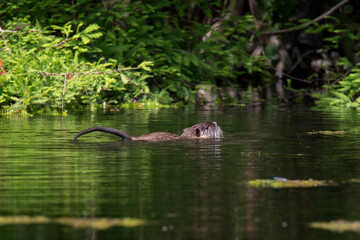 Nutria