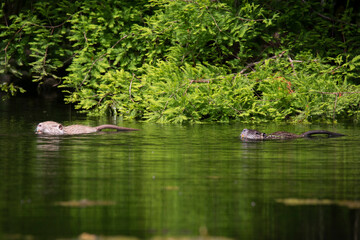 Nutria