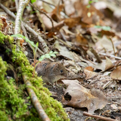 Wald Maus