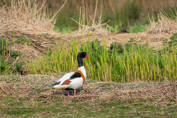 Common Shelduck surrounded by reeds- and grasses