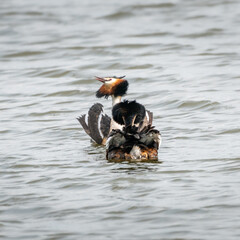 Great Crested Grebes courtship display 3 of 4.