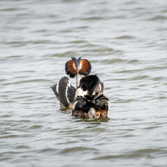 Great Crested Grebes courtship display 4 of 4.