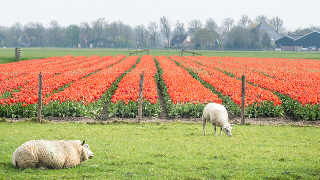 Two sheep and a tulips field