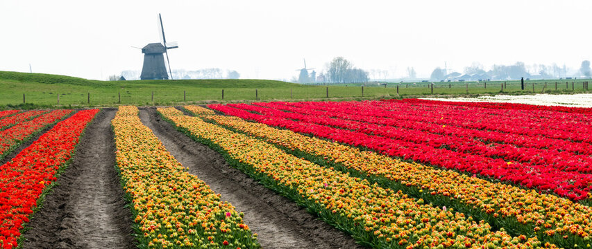 There where the tulip fields flower