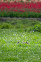 Keeping very still and almost invisible