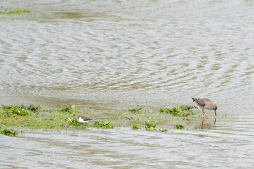 Sandpiper and redshank foraging together