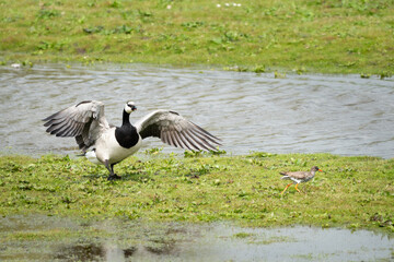 When goose gets angry, redshank runs