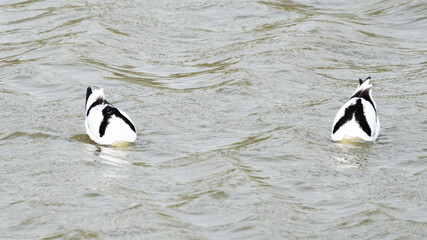 Naklejka premium Two pied avocets Symmetric diving