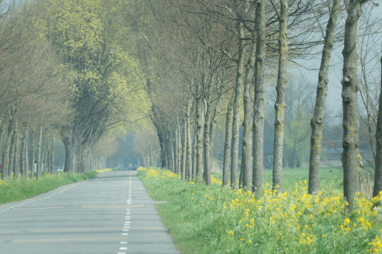 Spring lane in rural North-Holland