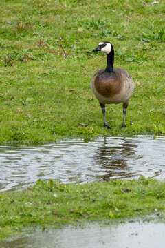 Beautiful hybrid goose frontal view