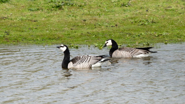 Two barnacle geese swimming in shallow water