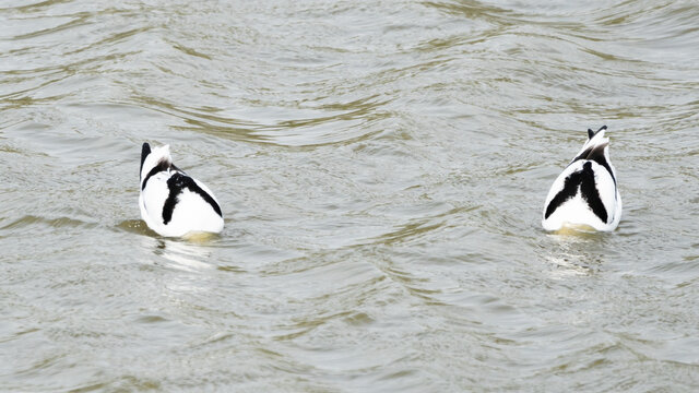 Two pied avocets Symmetric diving
