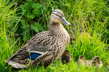 Mother duck and three ducklings