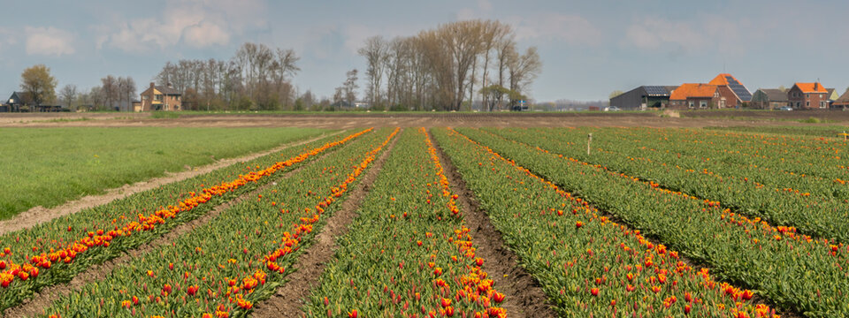 Orange flowering tulips field panorama