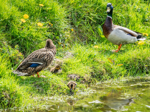 Small wild duck family story