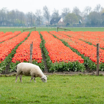 A sheep in a meadow and a tulipsfield