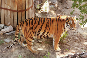 Beautiful tiger in zoological garden
