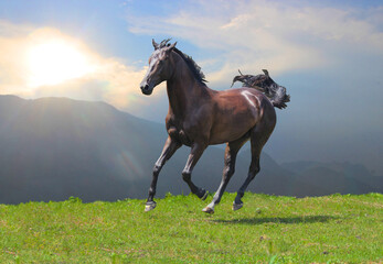 horse in the field, a young horse gallops in the mountains on the pasture