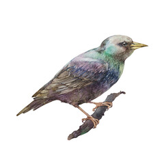 Starling bird. Watercolor illustration on a white background. 