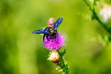 A blue bumblebee on a flower background