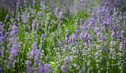 Close up of lavender flower blooming fragrant field in endless rows at sunset. Selective focus on lavender bushes of purple fragrant flowers in lavender fields
