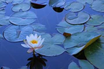 White water lily in blue water