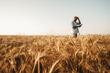 Naklejka na ściany i meble Man using smartphone while standing in wheat field at sunset