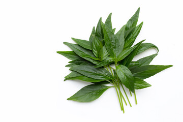 Kariyat or Andrographis paniculata green leaves on white background.