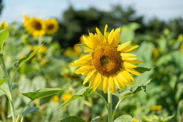 夏の花　向日葵