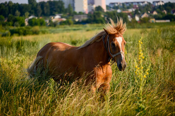 Obraz premium the horse grazes on the field in the evening sun against the backdrop of a landscape with houses 