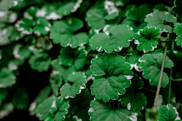 Beautiful green summer background with leaves