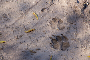 Dog or wolf track in the mud