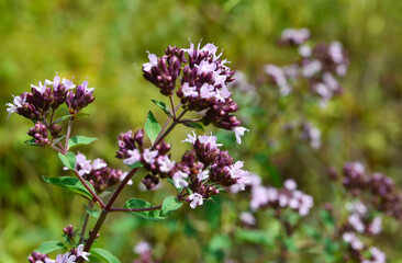 Blooming Oregano herb with small purple flowers. Origanum vulgare or wild marjoram. Selective focus.