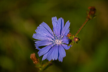 chicory flower close up in the garden 