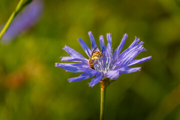 bee pollinates chicory flower in the meadow 