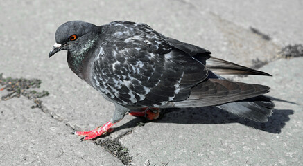 Urban pigeon with big orange eye that paws in the square