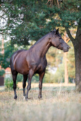 Obraz na płótnie Canvas portrait of black draft mare horse in summer