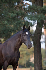 Obraz premium closeup portrait of beautiful black draft mare horse with white spot on forehead in field in summer